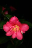 Camellia sasanqua RCP12-08 170.jpg